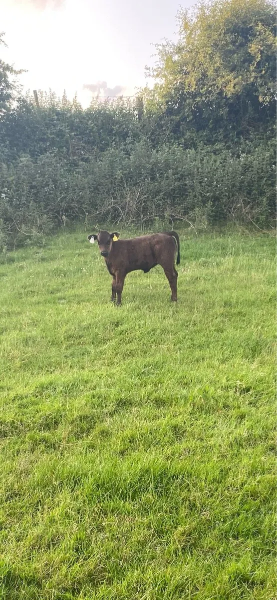 Aa cow and calf - Image 4