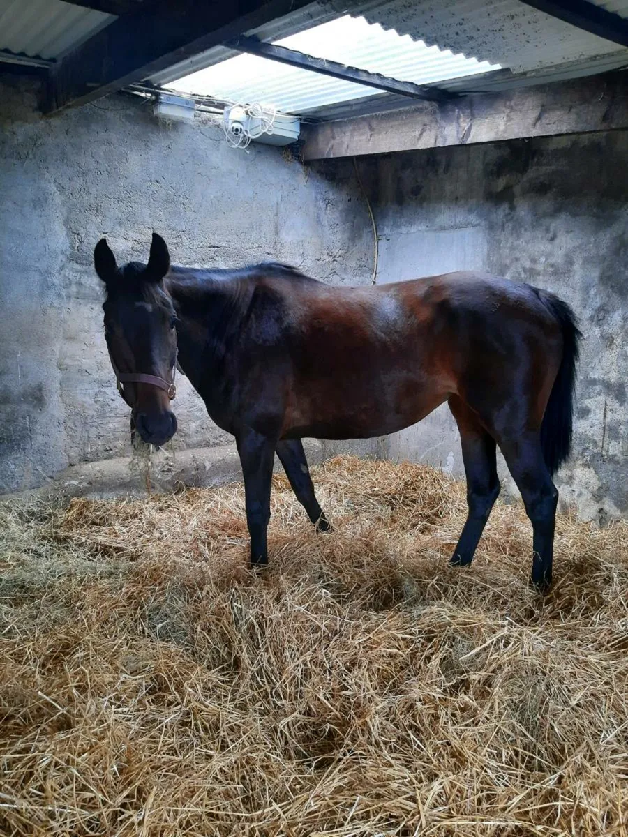 8yrs thorougbred mare in foal to Irish Draught - Image 2