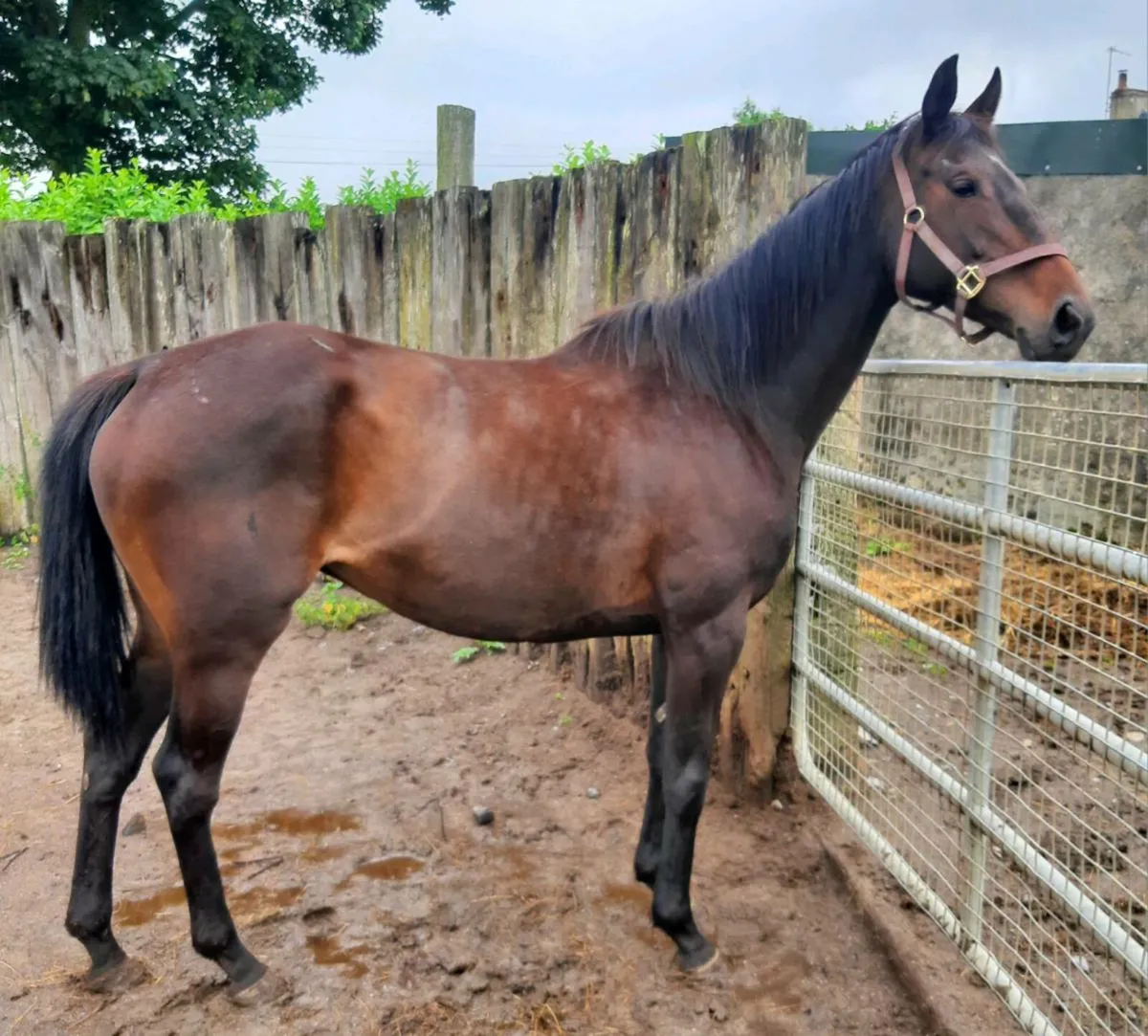 8yrs thorougbred mare in foal to Irish Draught - Image 4