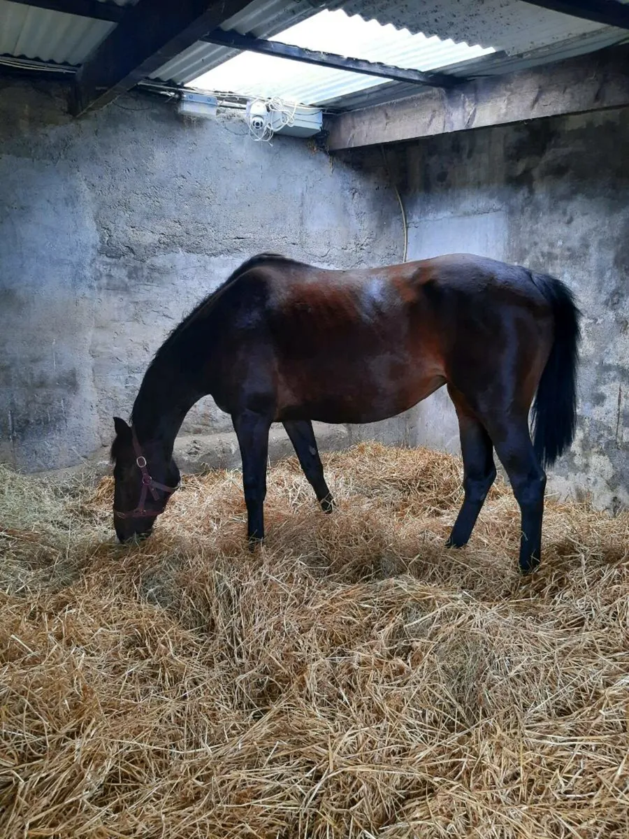 8yrs thorougbred mare in foal to Irish Draught - Image 1