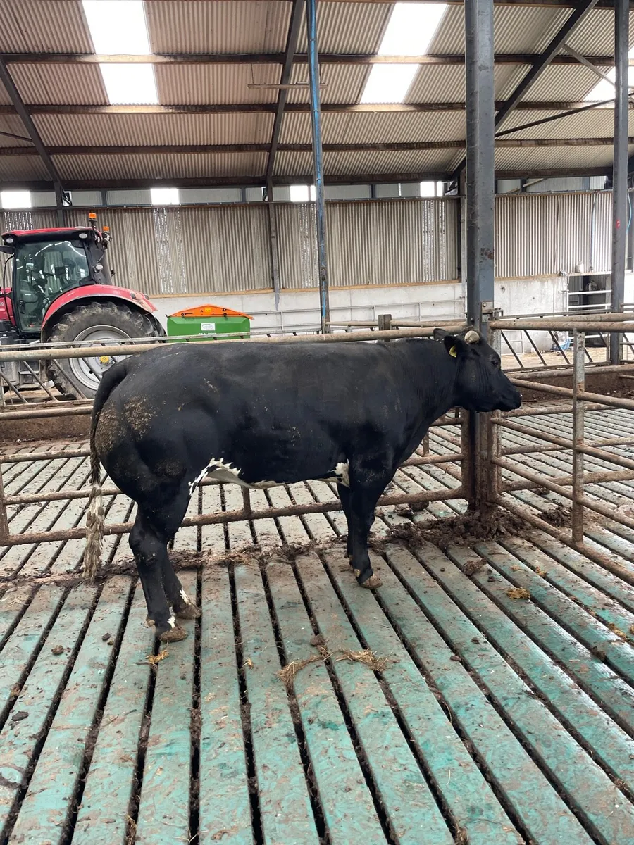 Limousine x Belgium blue  heifer - Image 2