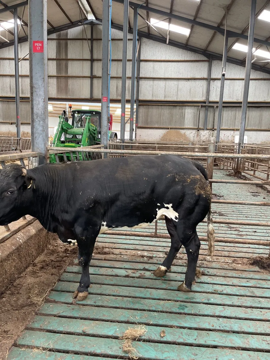 Limousine x Belgium blue  heifer - Image 3