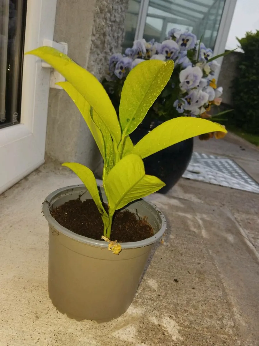 Laurel Hedge In Pots