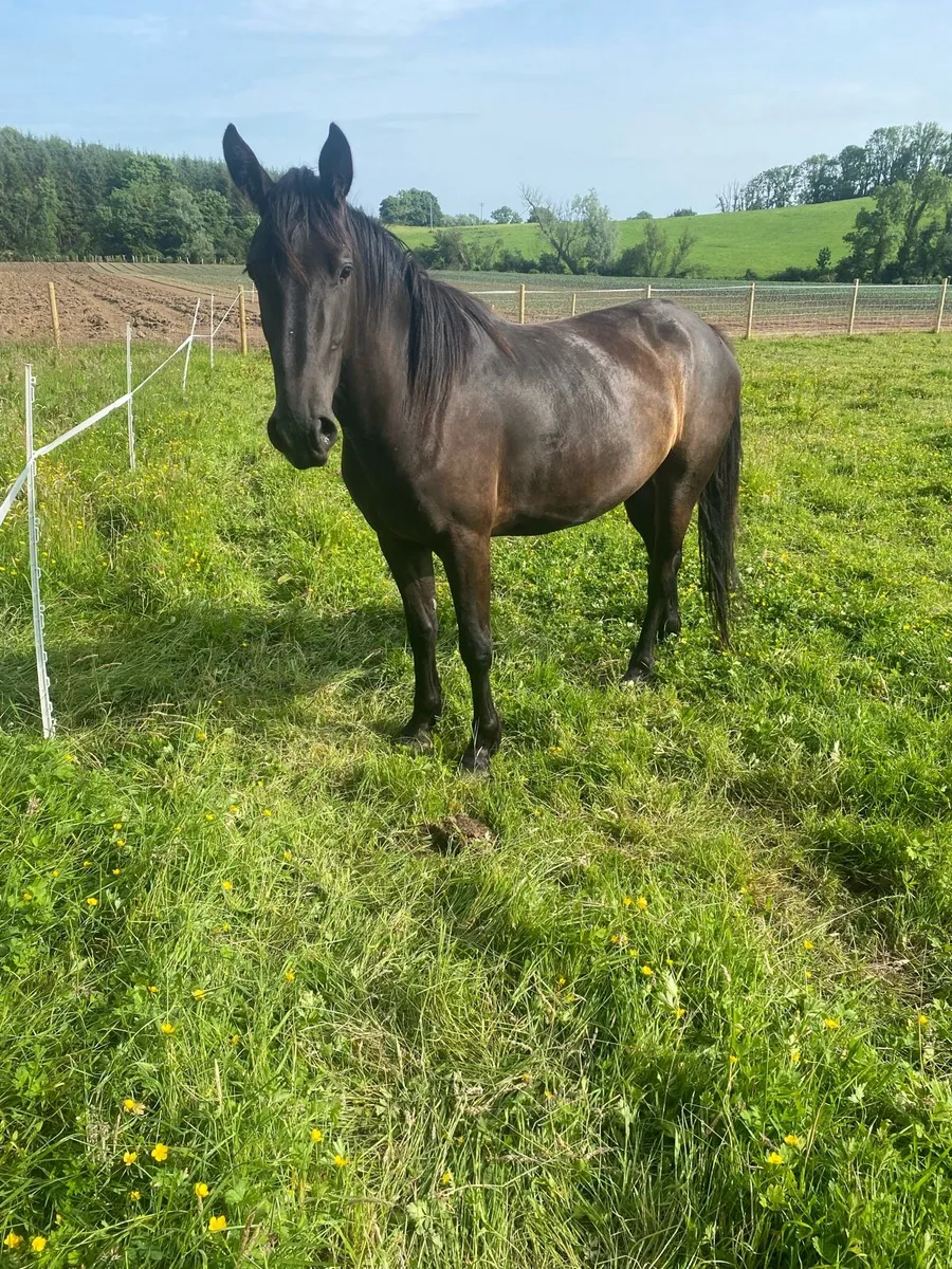 3 year old filly - Image 1