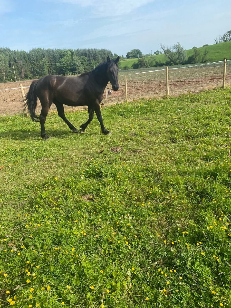 3 year old filly - Image 2