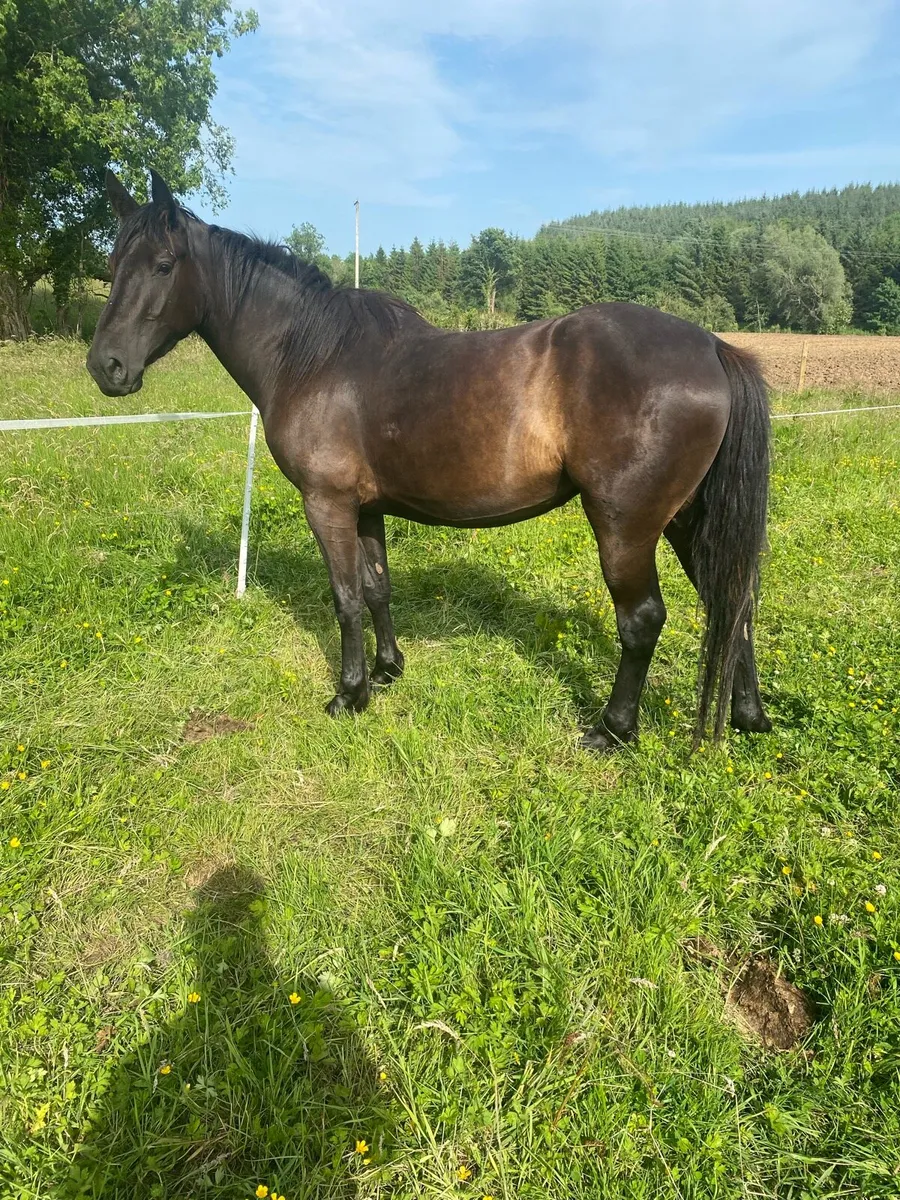 3 year old filly - Image 3