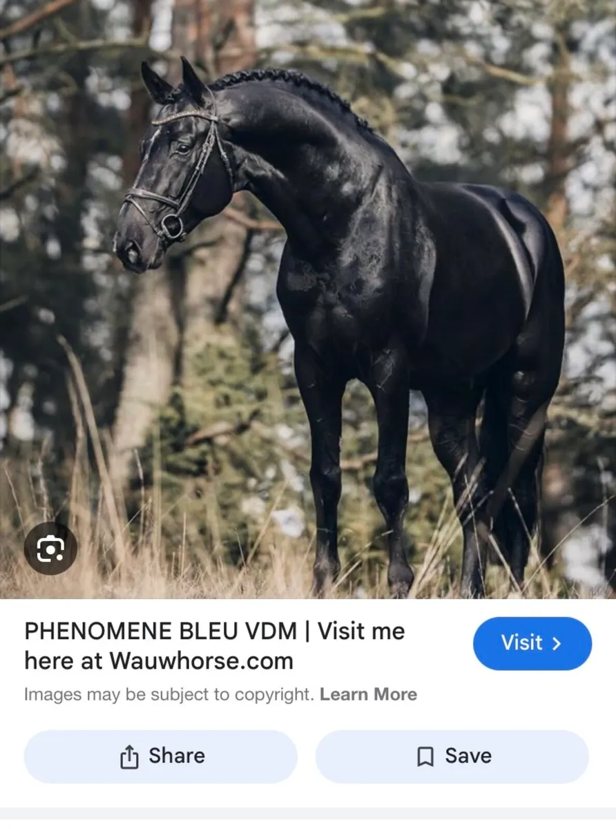 3 year old filly - Image 4