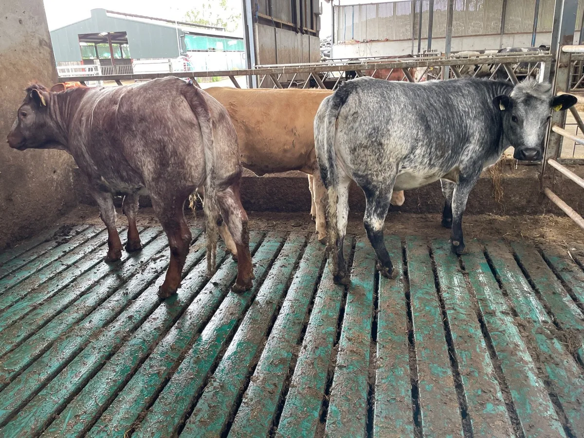 Quality heifers pictures don’t to do justice - Image 1