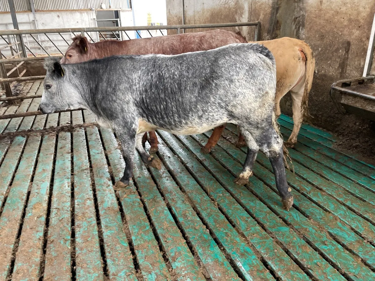 Quality heifers pictures don’t to do justice - Image 2