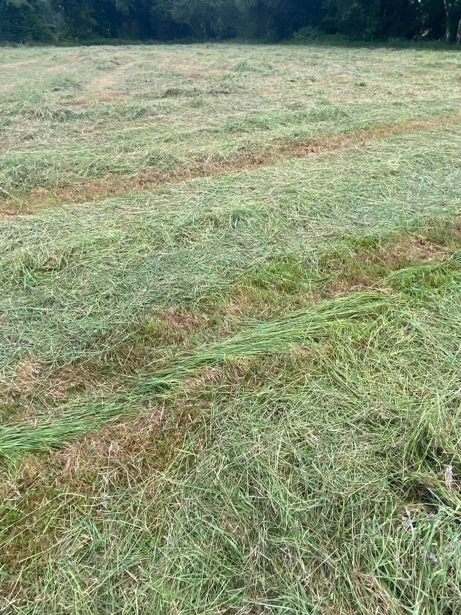 Round Bale Silage & Round Bale Hay - Image 2