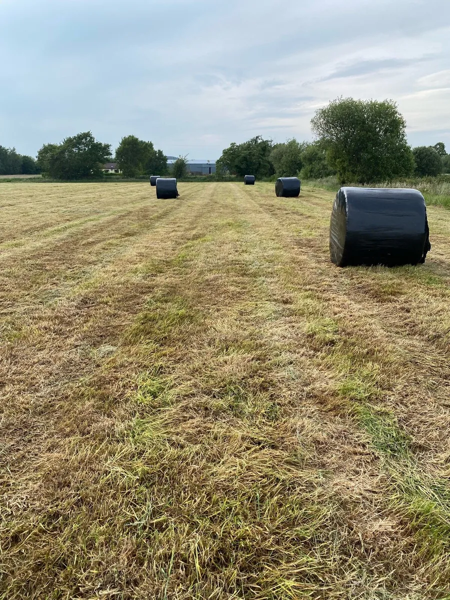 Round Bale Silage & Round Bale Hay - Image 3
