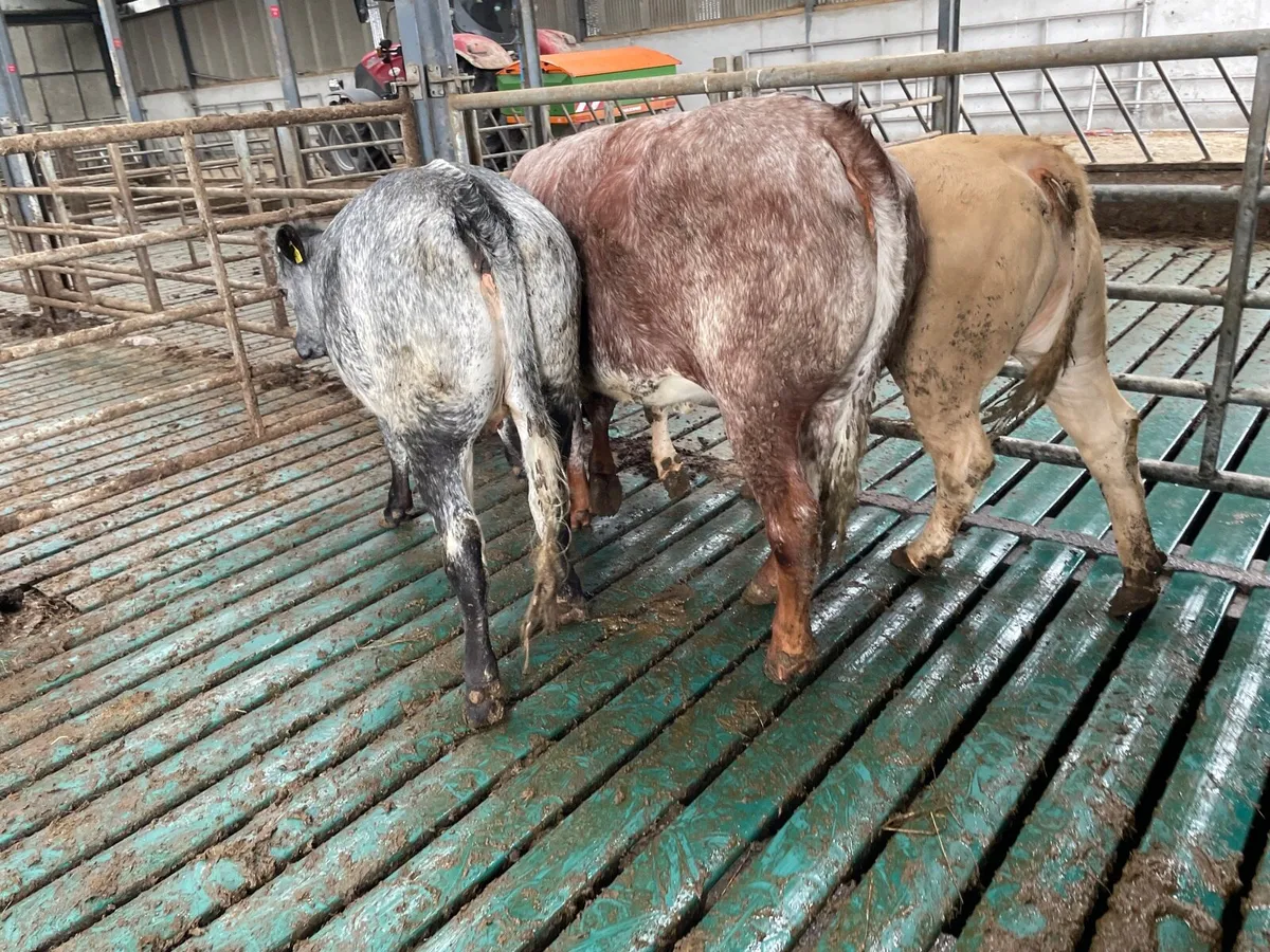 Quality heifers pictures don’t to do justice - Image 3