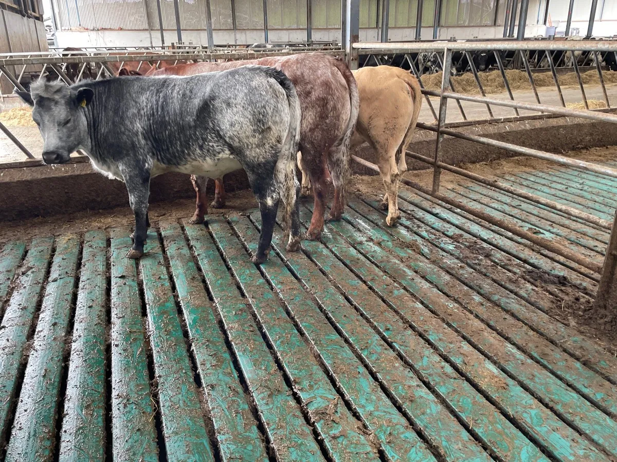 Quality heifers pictures don’t to do justice - Image 4