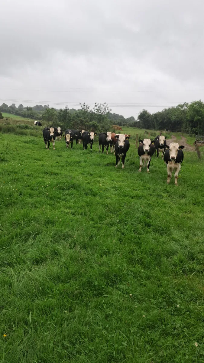 Hereford bullocks - Image 2