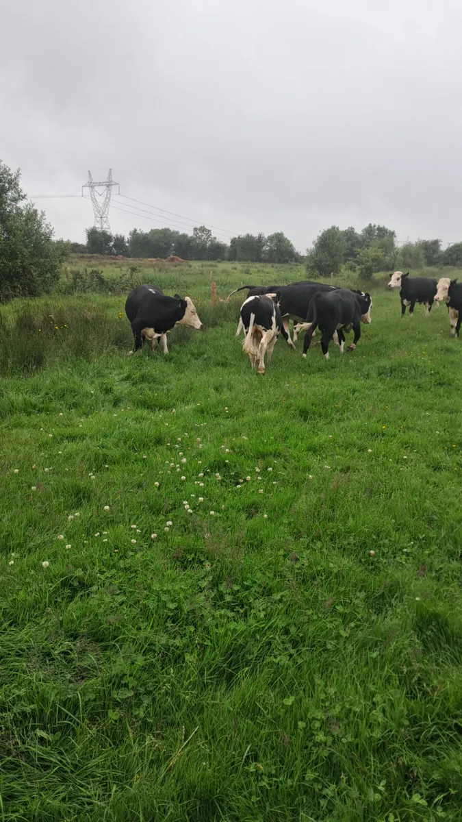 Hereford bullocks - Image 4