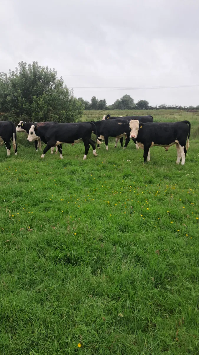 Hereford bullocks - Image 1