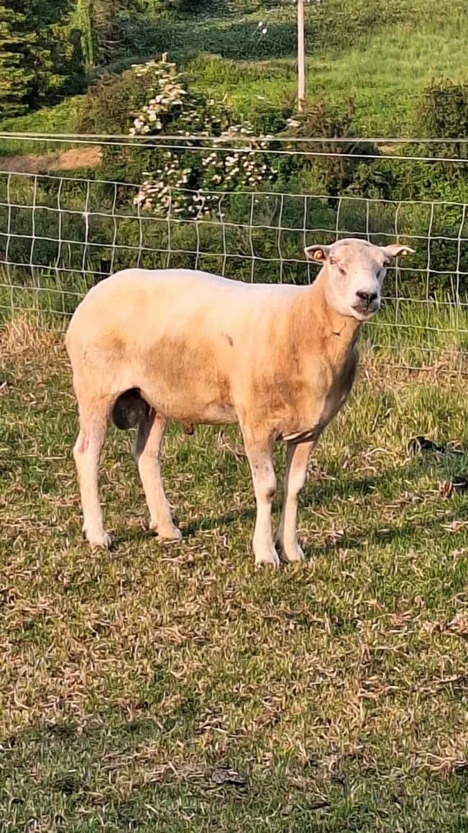 Lleyn Ram - Image 1