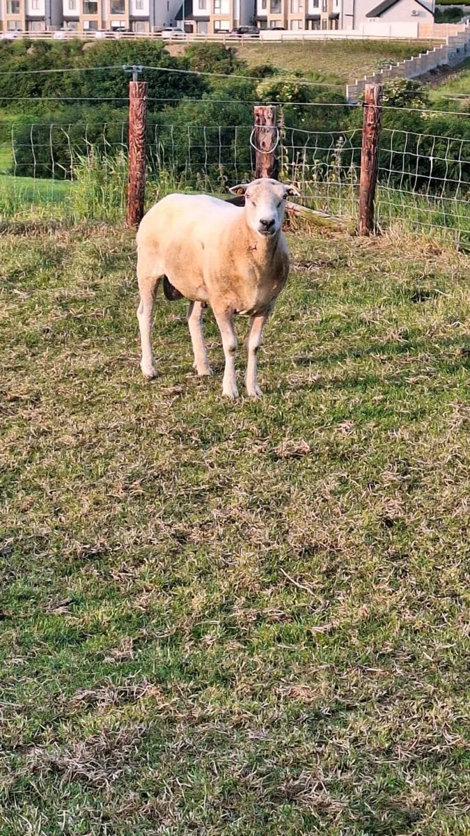 Lleyn Ram - Image 3