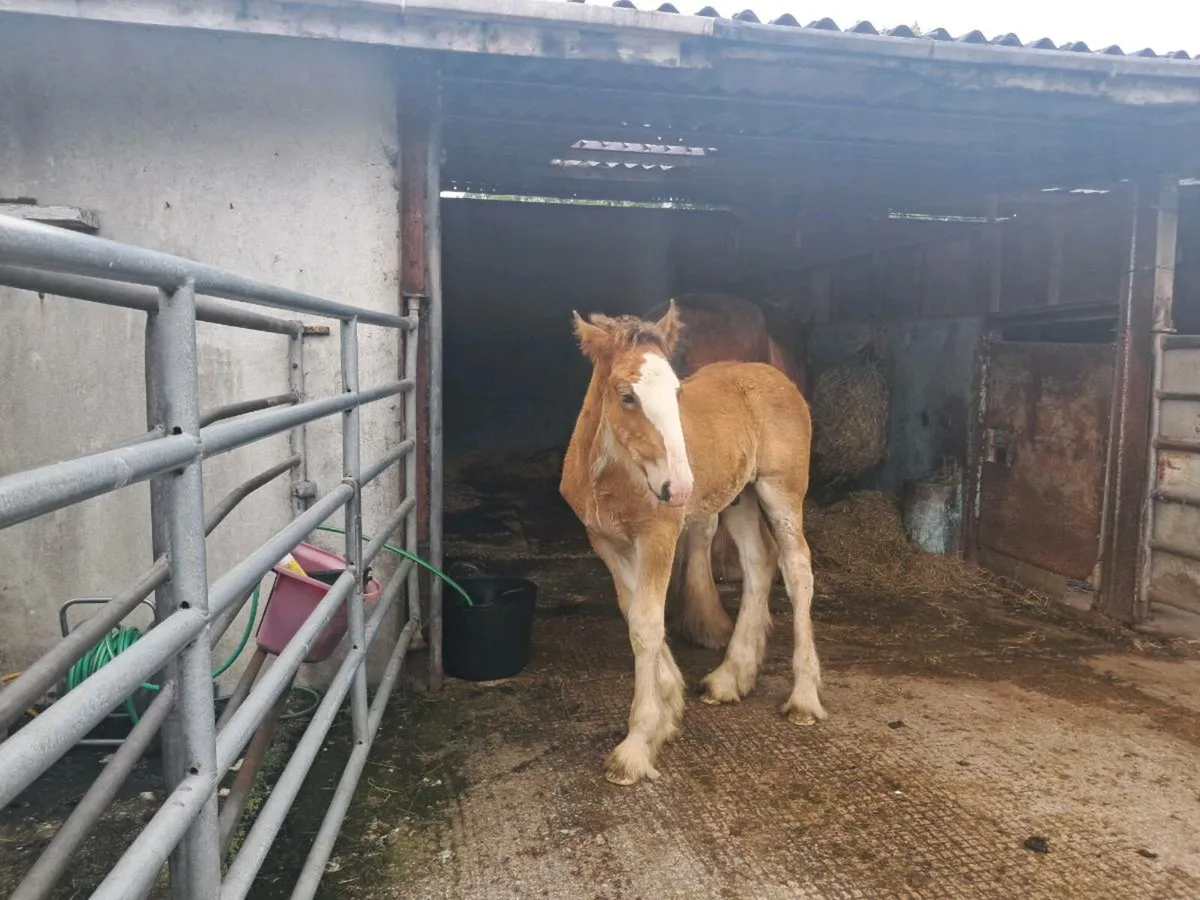 Clydesdale colt - Image 1