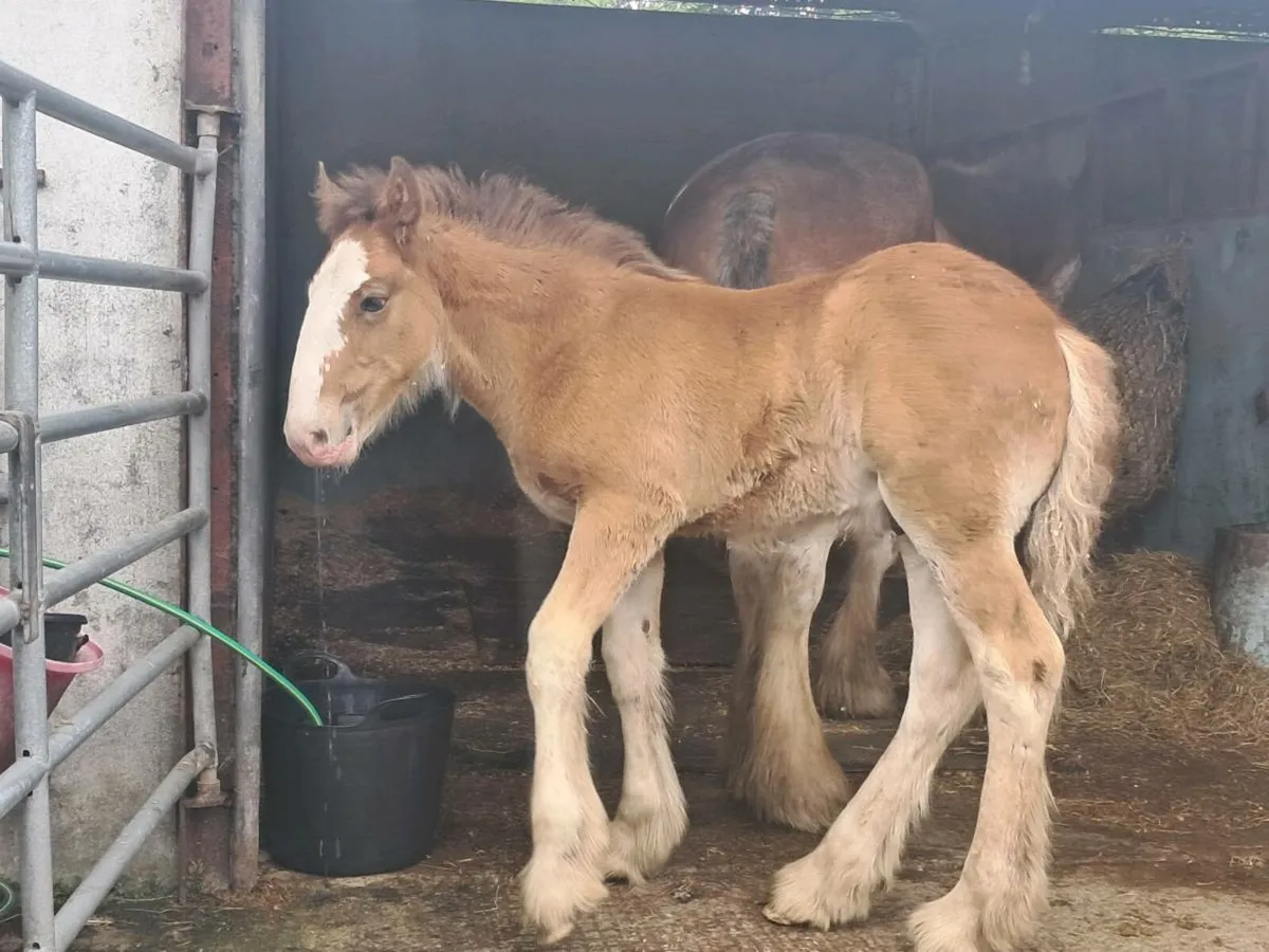 Clydesdale colt - Image 4