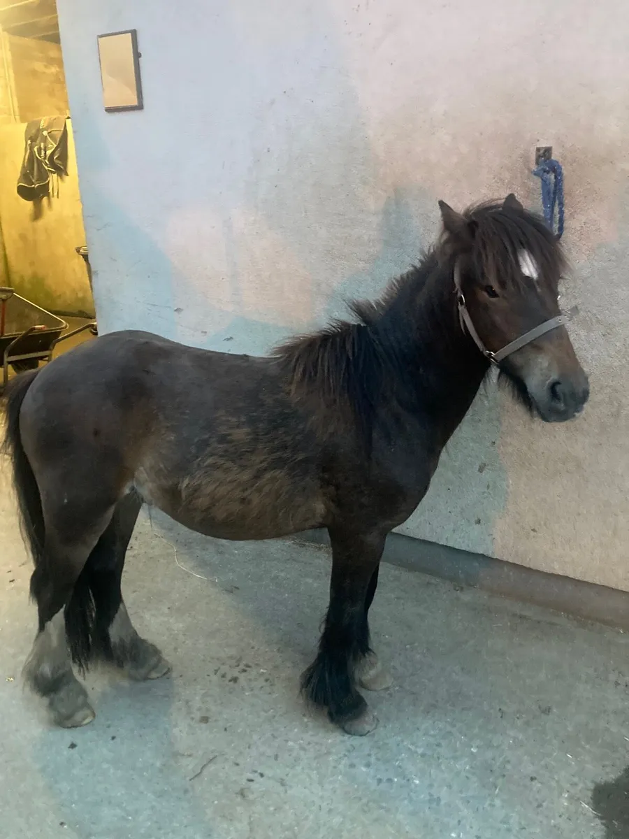 Pony - Image 1