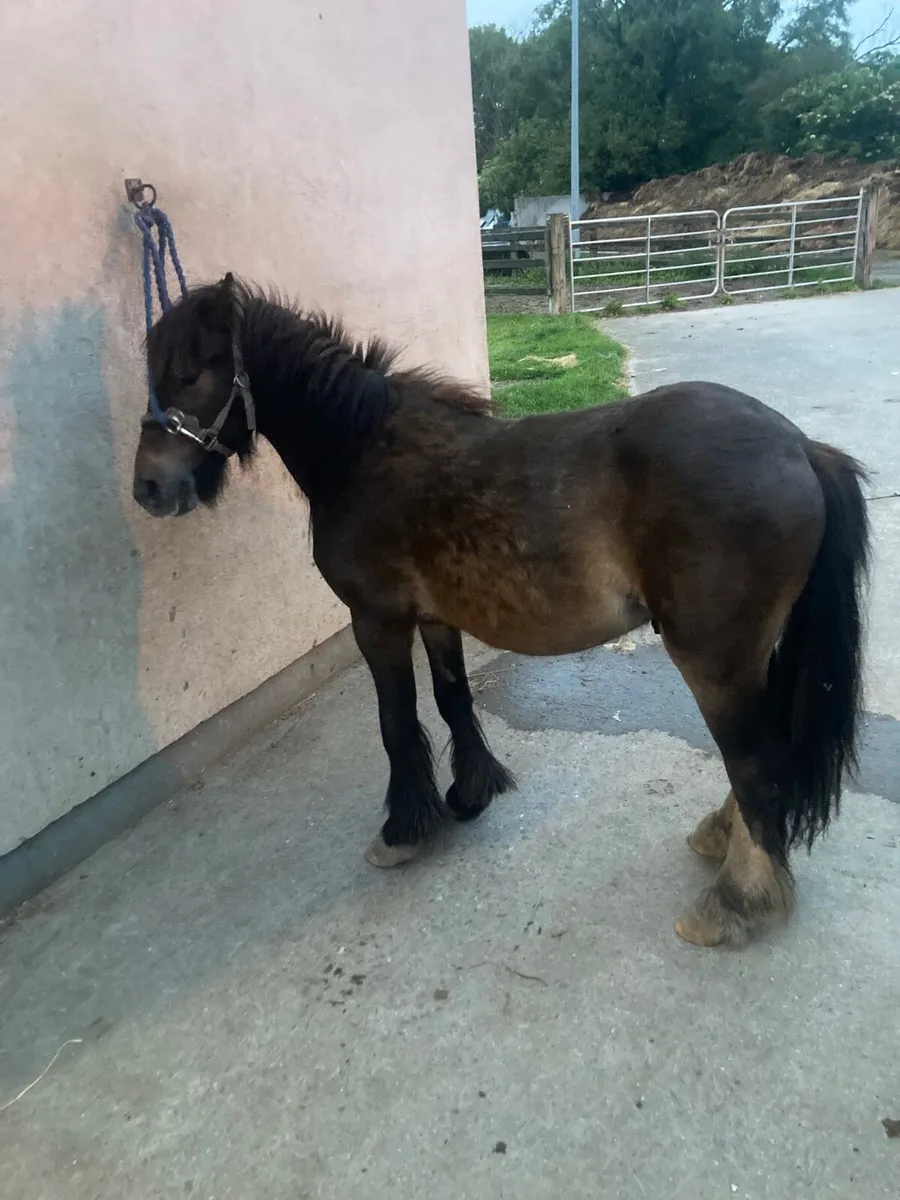 Pony - Image 2