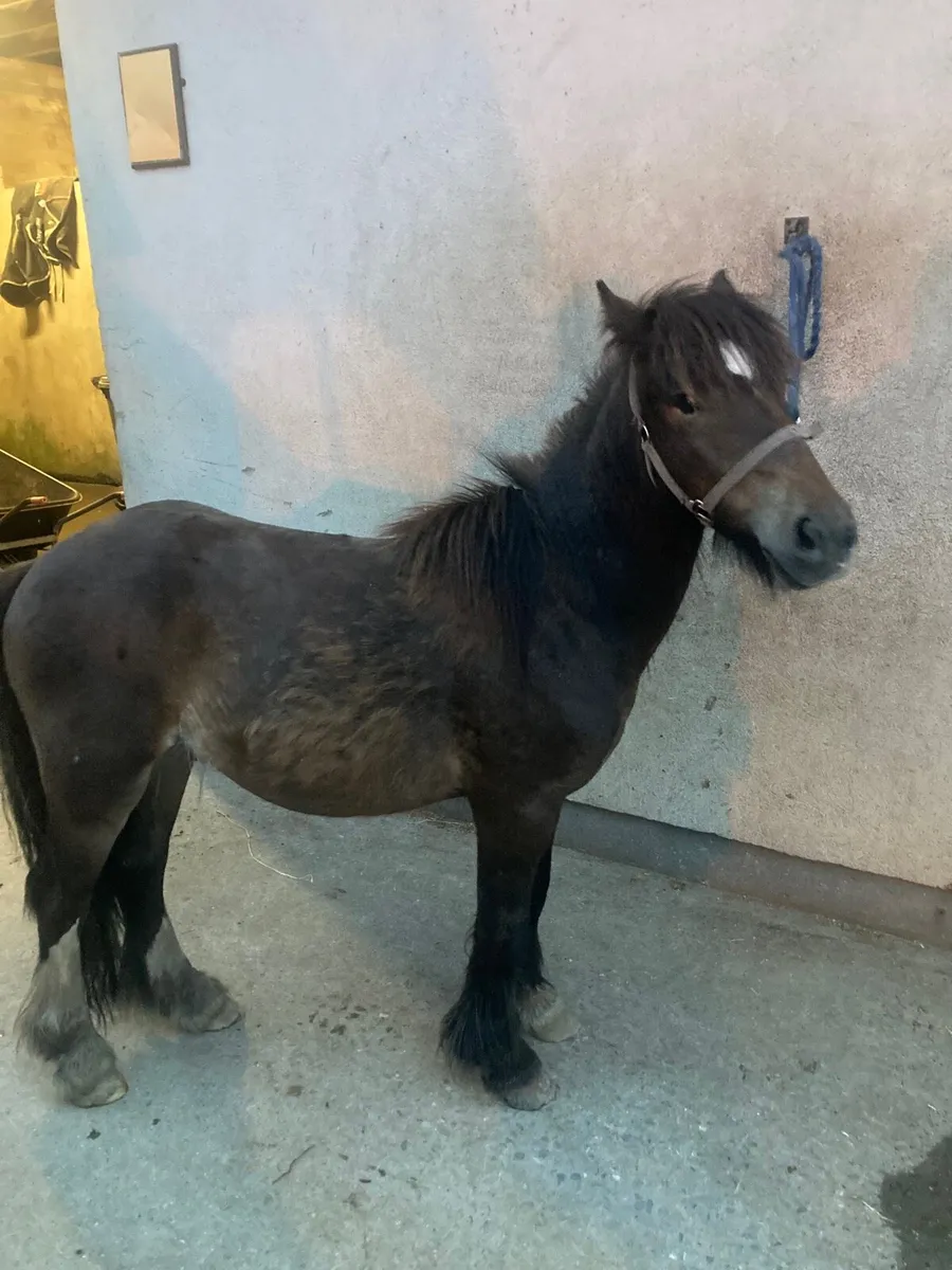 Pony - Image 4