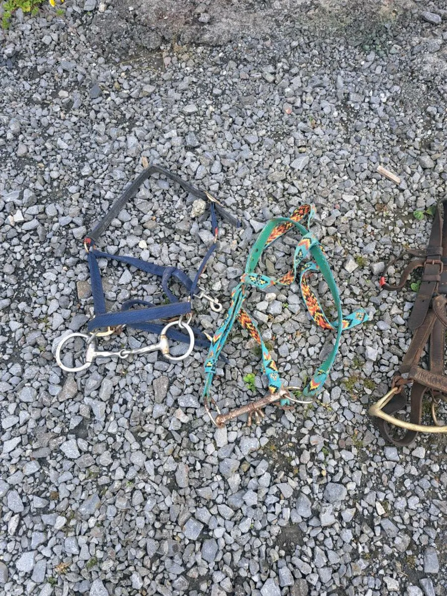 Horse equipment - Image 1
