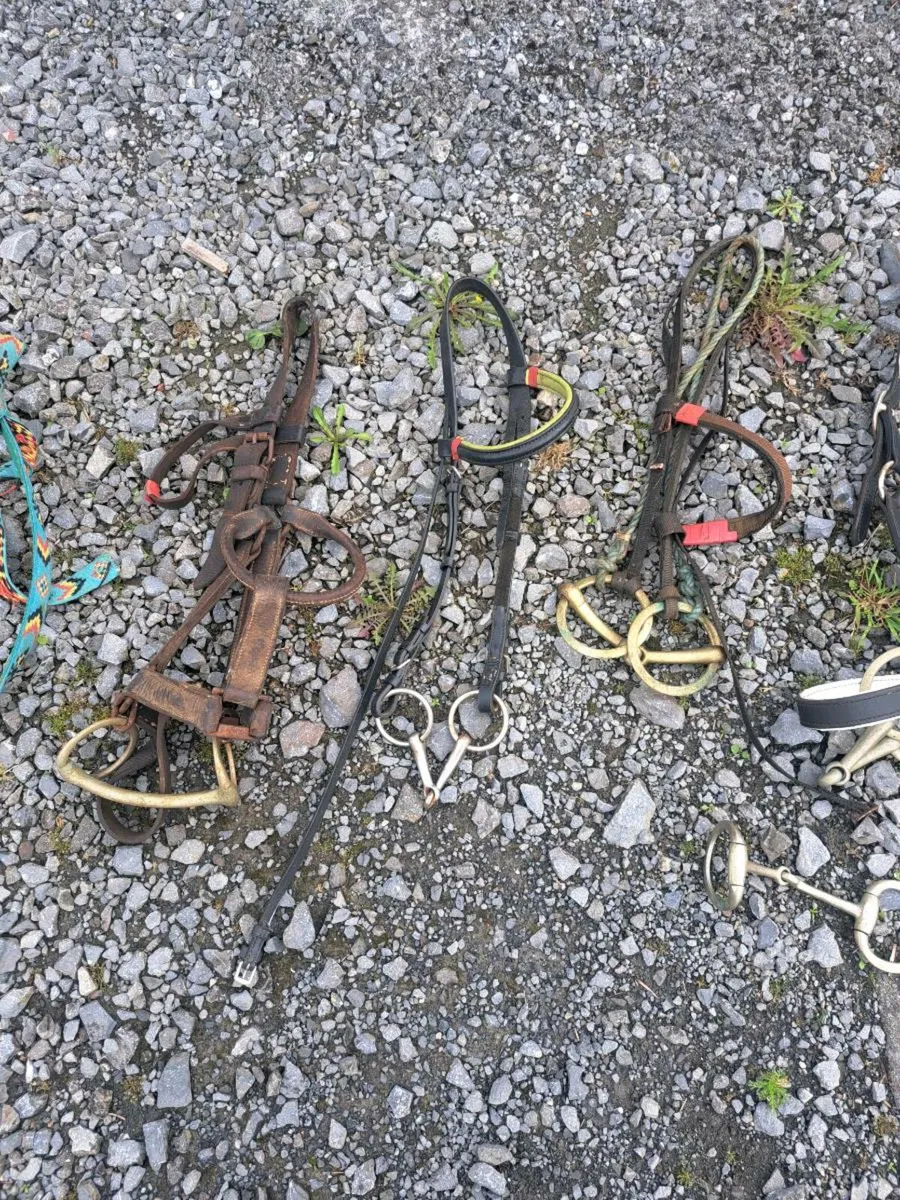 Horse equipment - Image 2