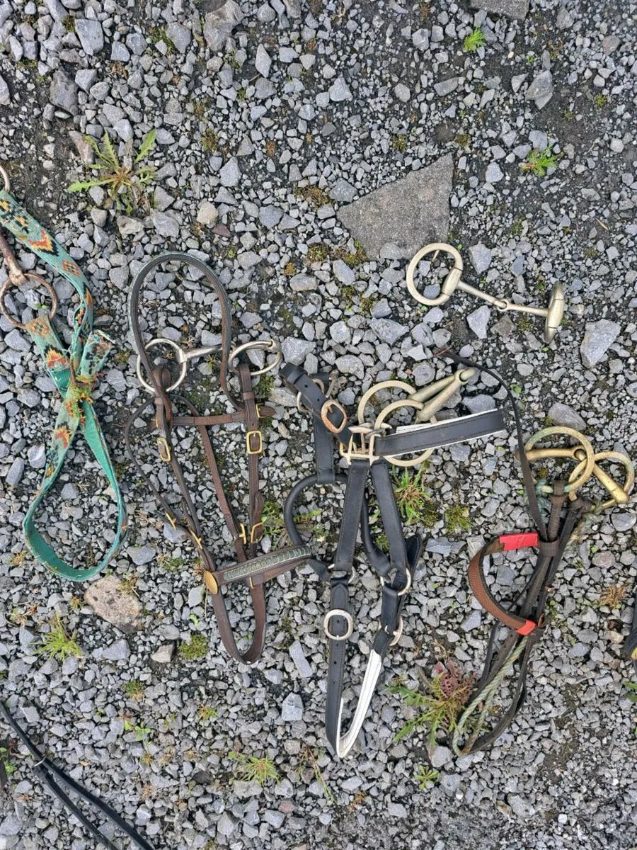 Horse equipment - Image 3