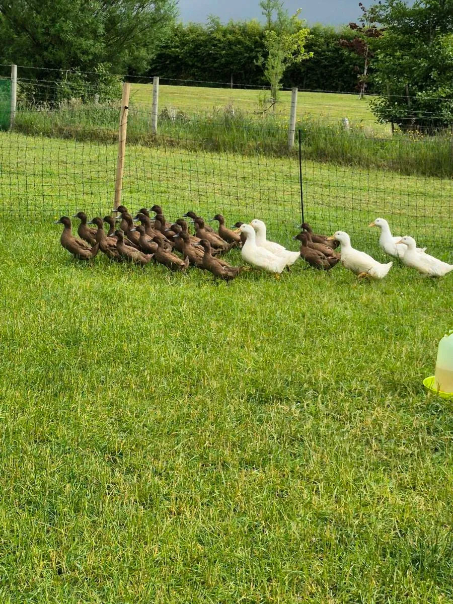 Hens Ducks and pullets For Sale - Image 1