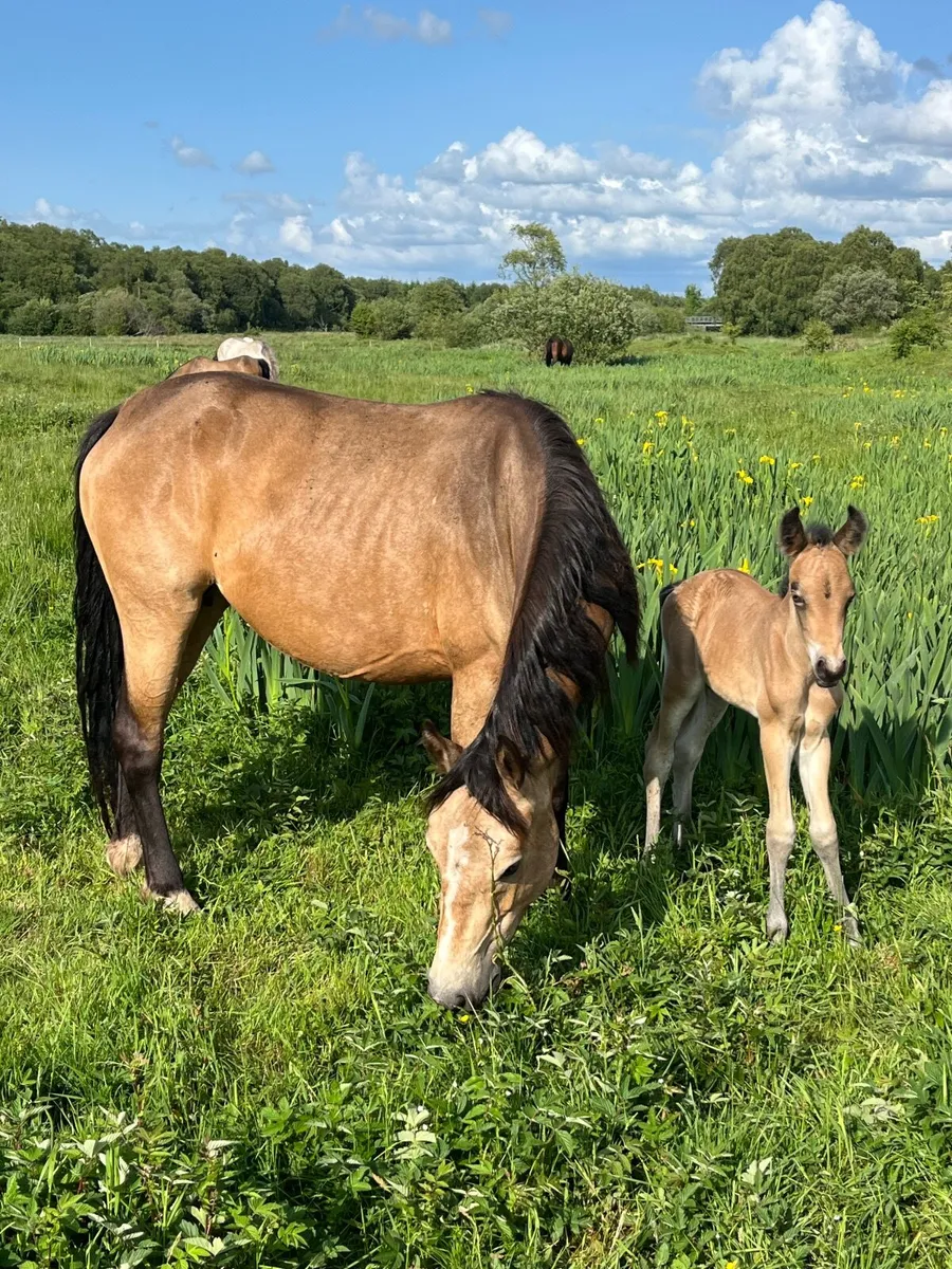 Connemara 3 year dun mare,dun foal and in foal - Image 2