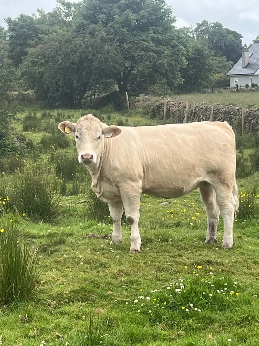 4 Angus heifers - Image 2