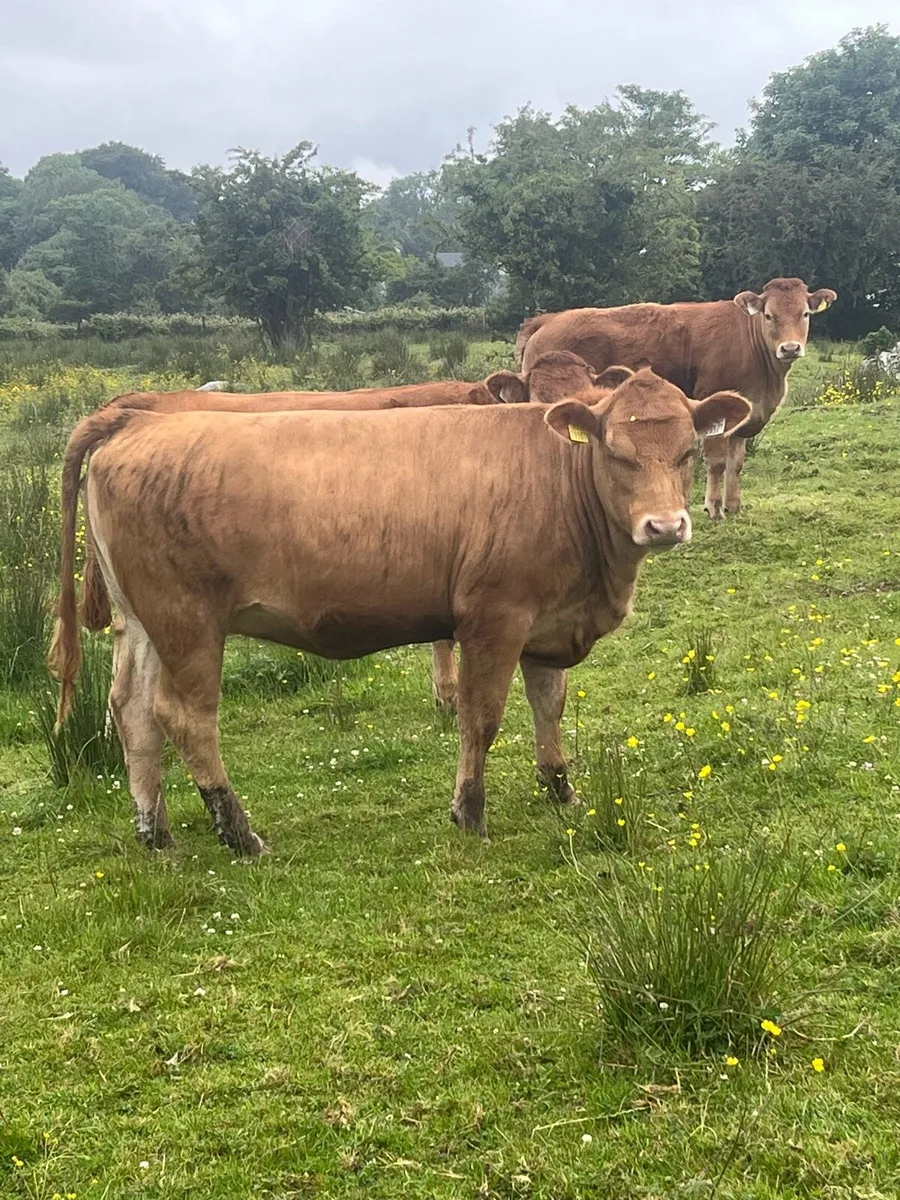 4 Angus heifers - Image 3