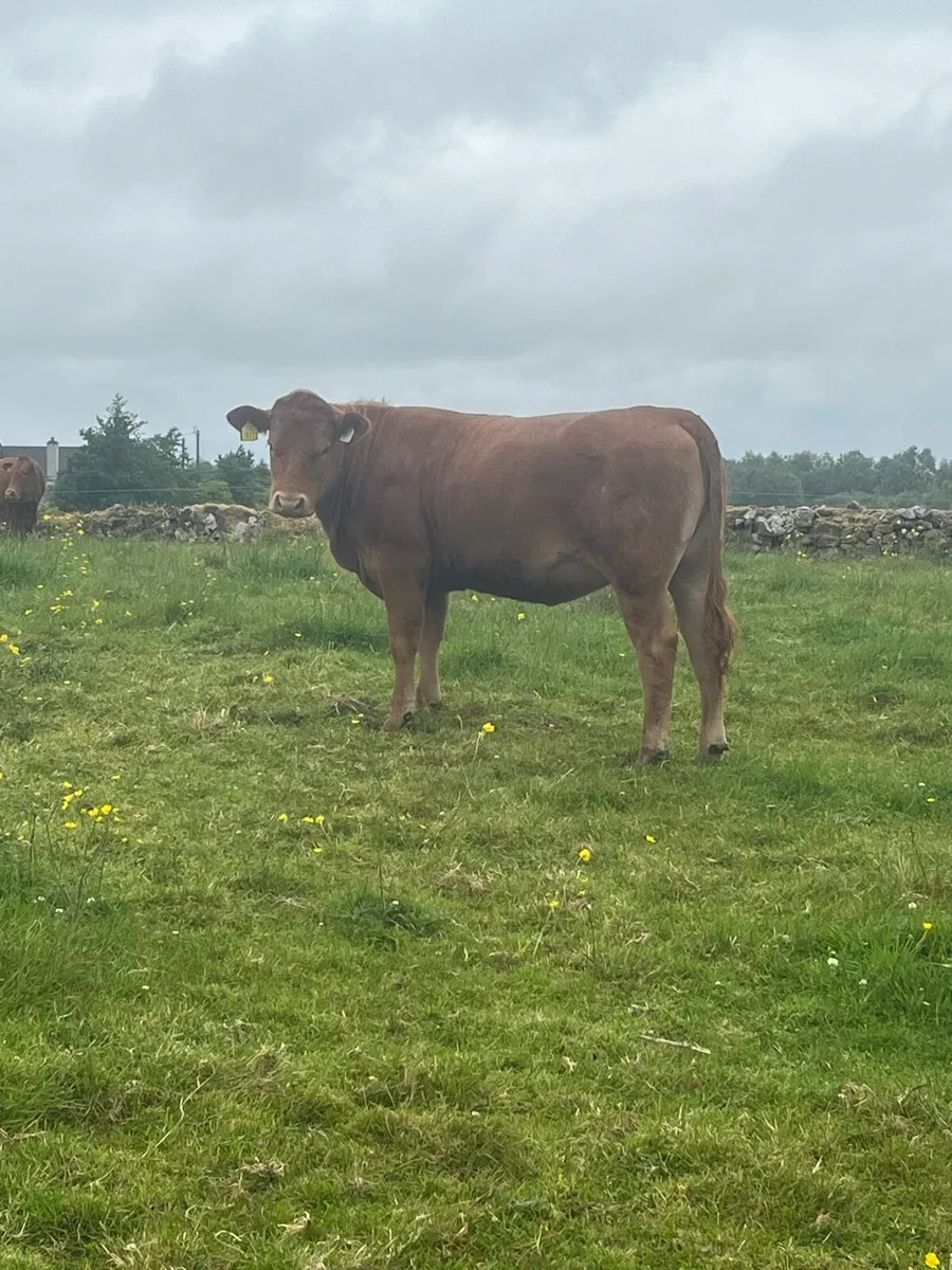 4 Angus heifers - Image 4