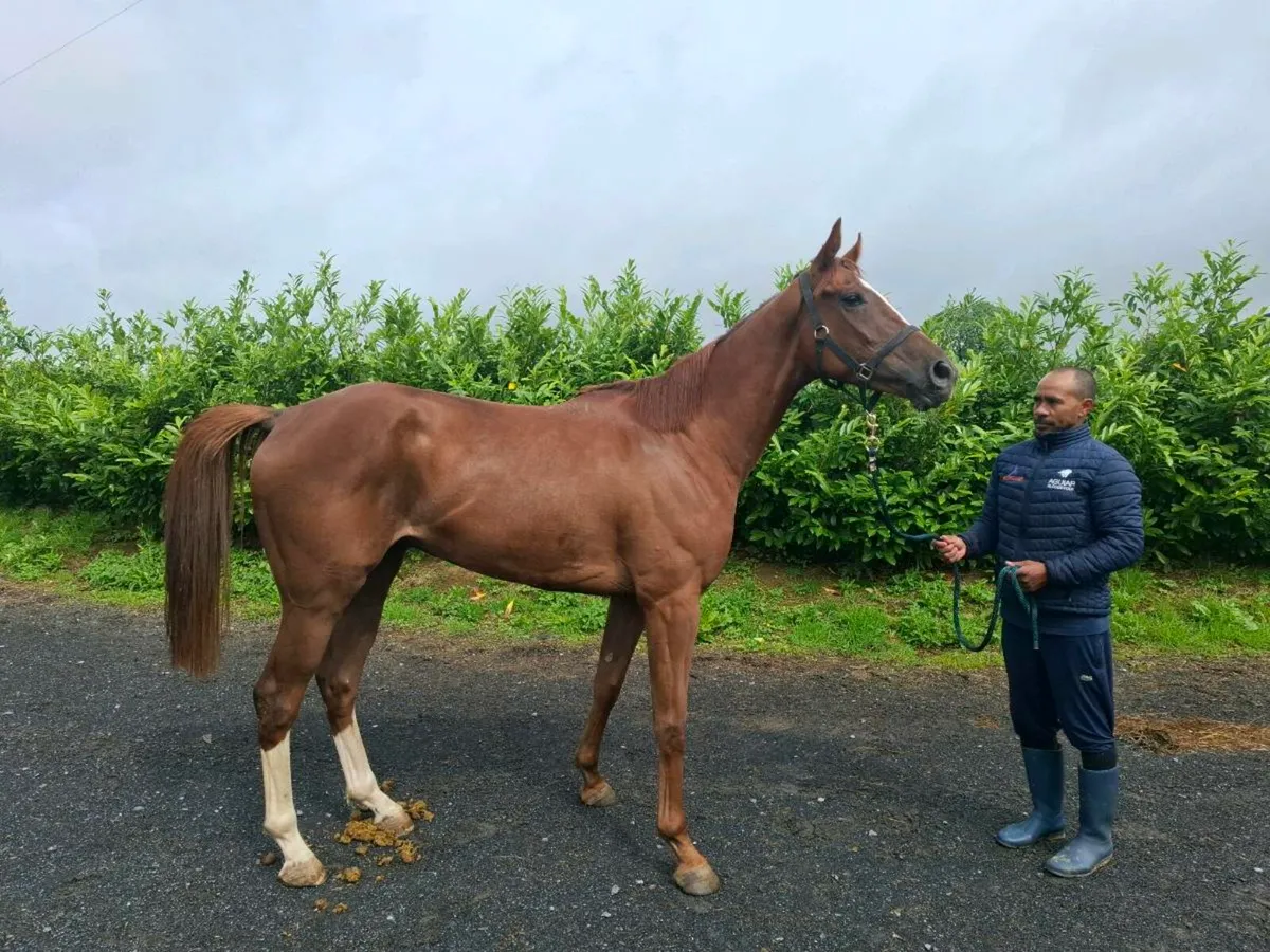 4 year old gelding by Ribchester named Cayo Pirata