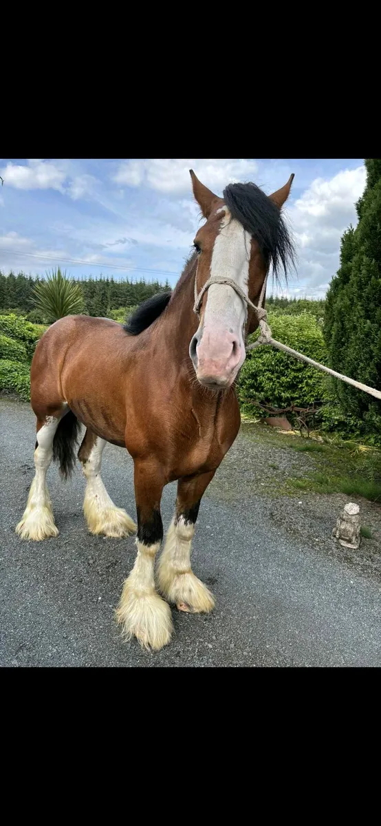 Clydesdale colt - Image 1