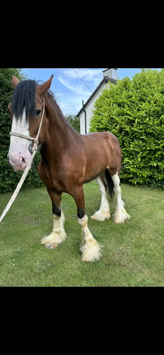 Clydesdale colt - Image 2