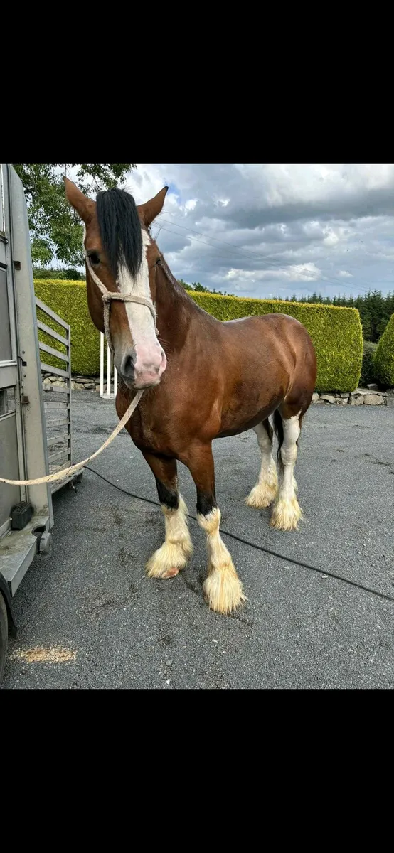 Clydesdale colt - Image 3
