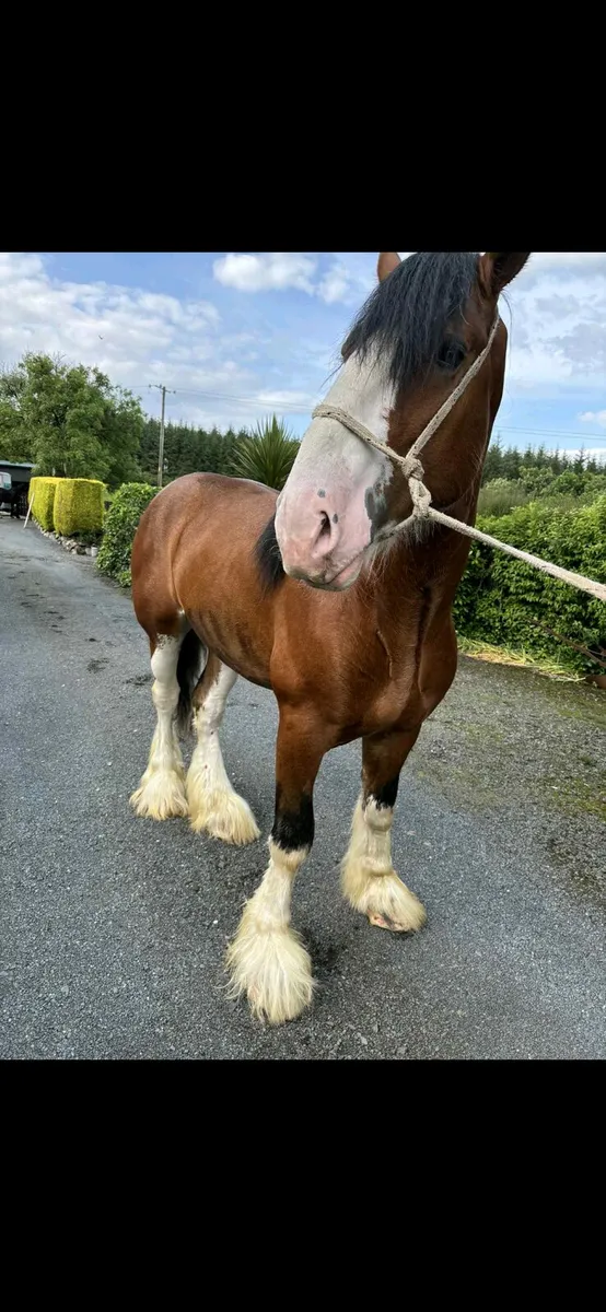 Clydesdale colt - Image 4