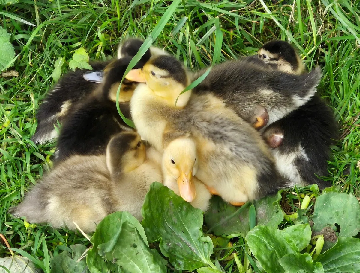 Runner and Call Ducks - Image 1