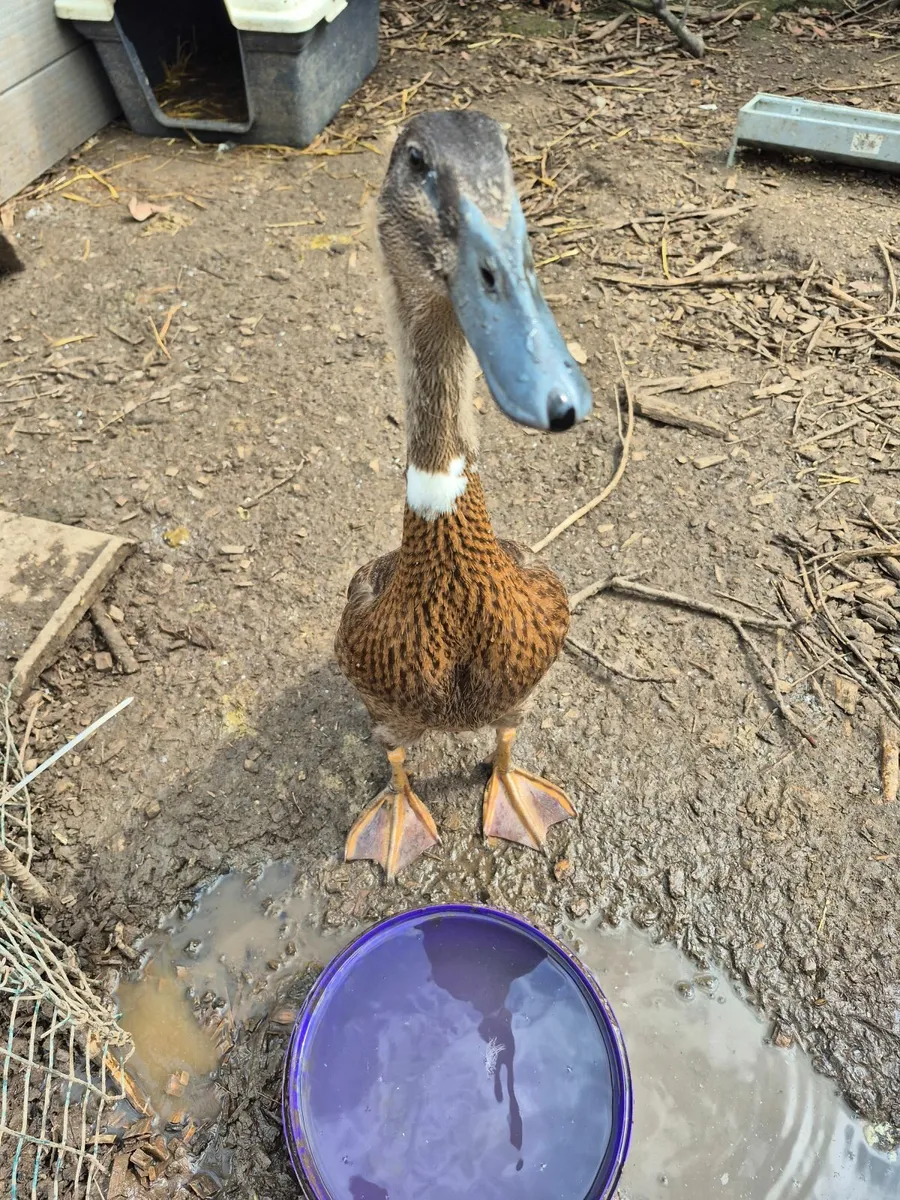 Runner and Call Ducks - Image 2