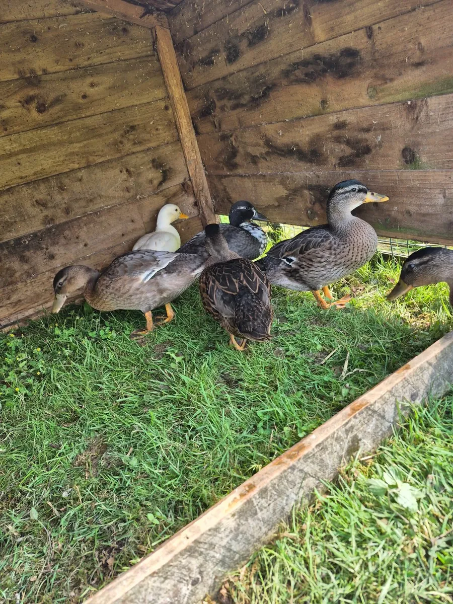 Runner and Call Ducks - Image 3