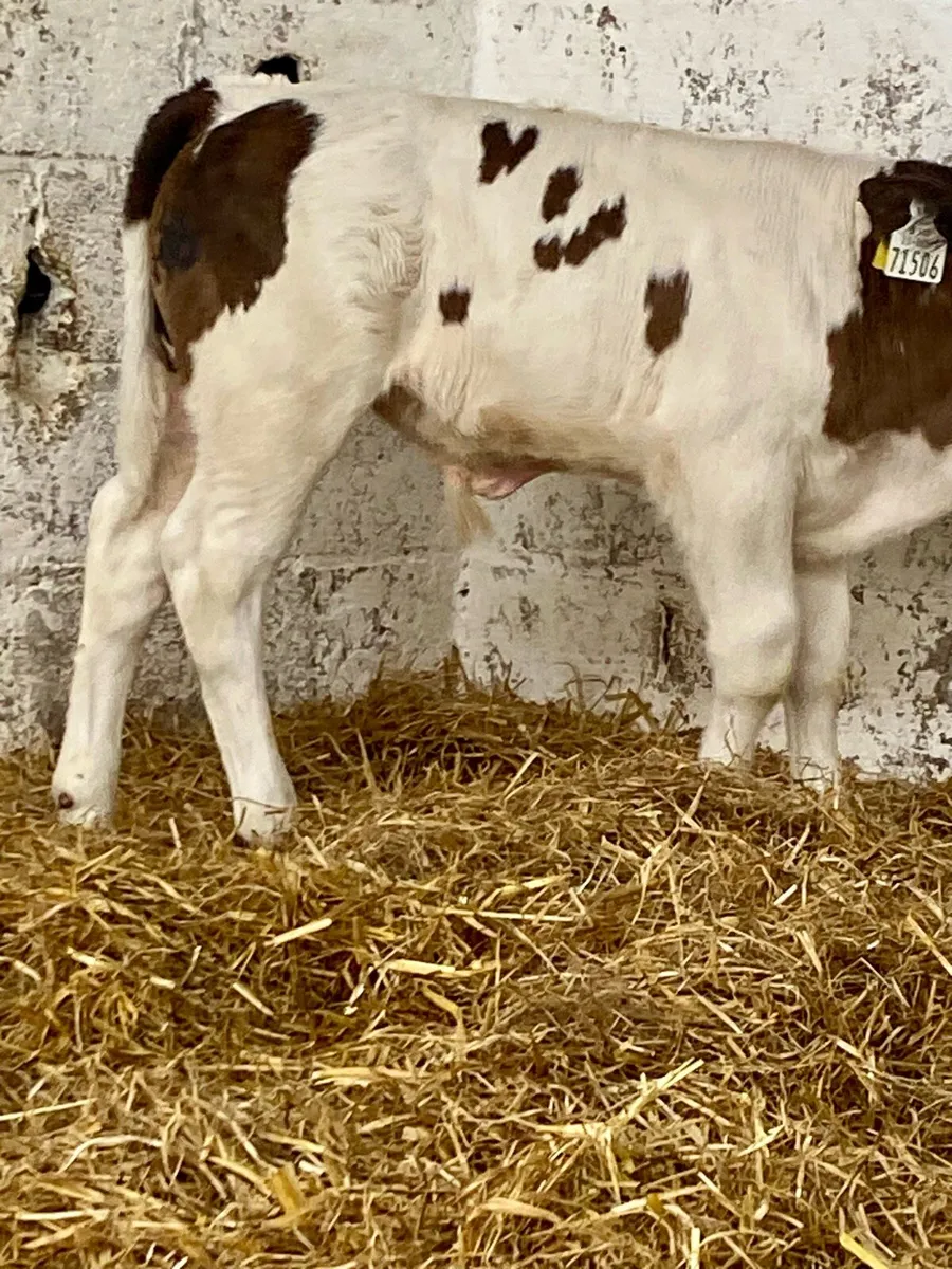 A SERIOUS QUALITY BB BULL CALF - Image 1