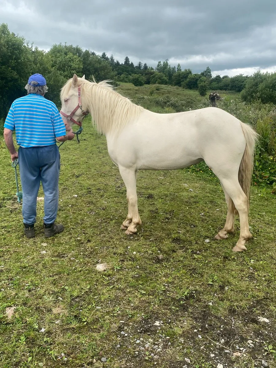 3 yr old reg Connemara filly - Image 1