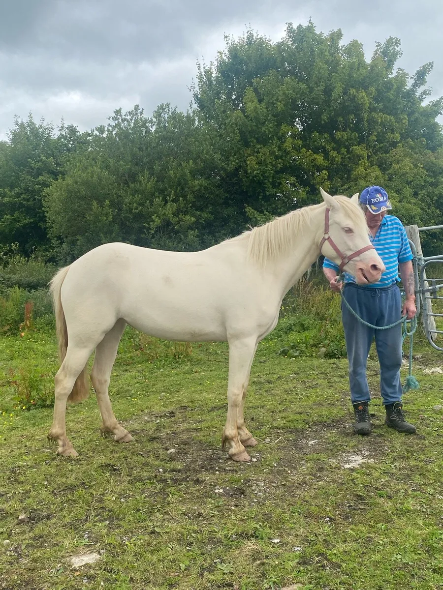 3 yr old reg Connemara filly - Image 2