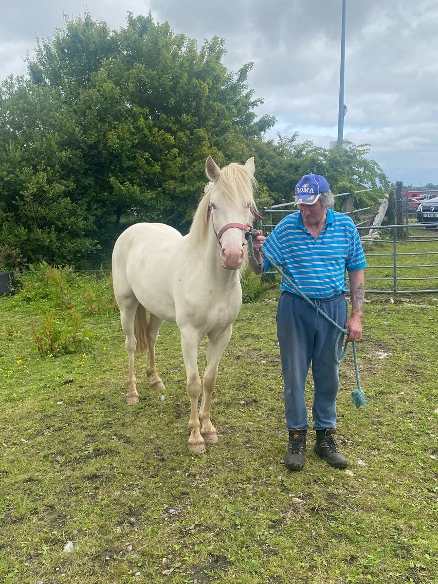 3 yr old reg Connemara filly - Image 3