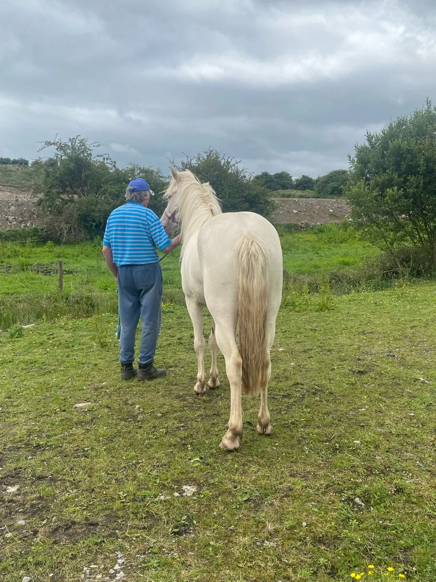 3 yr old reg Connemara filly - Image 4