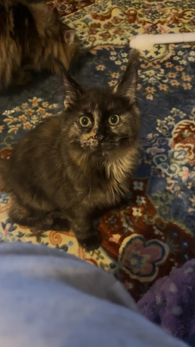 Maine Coon - Image 1