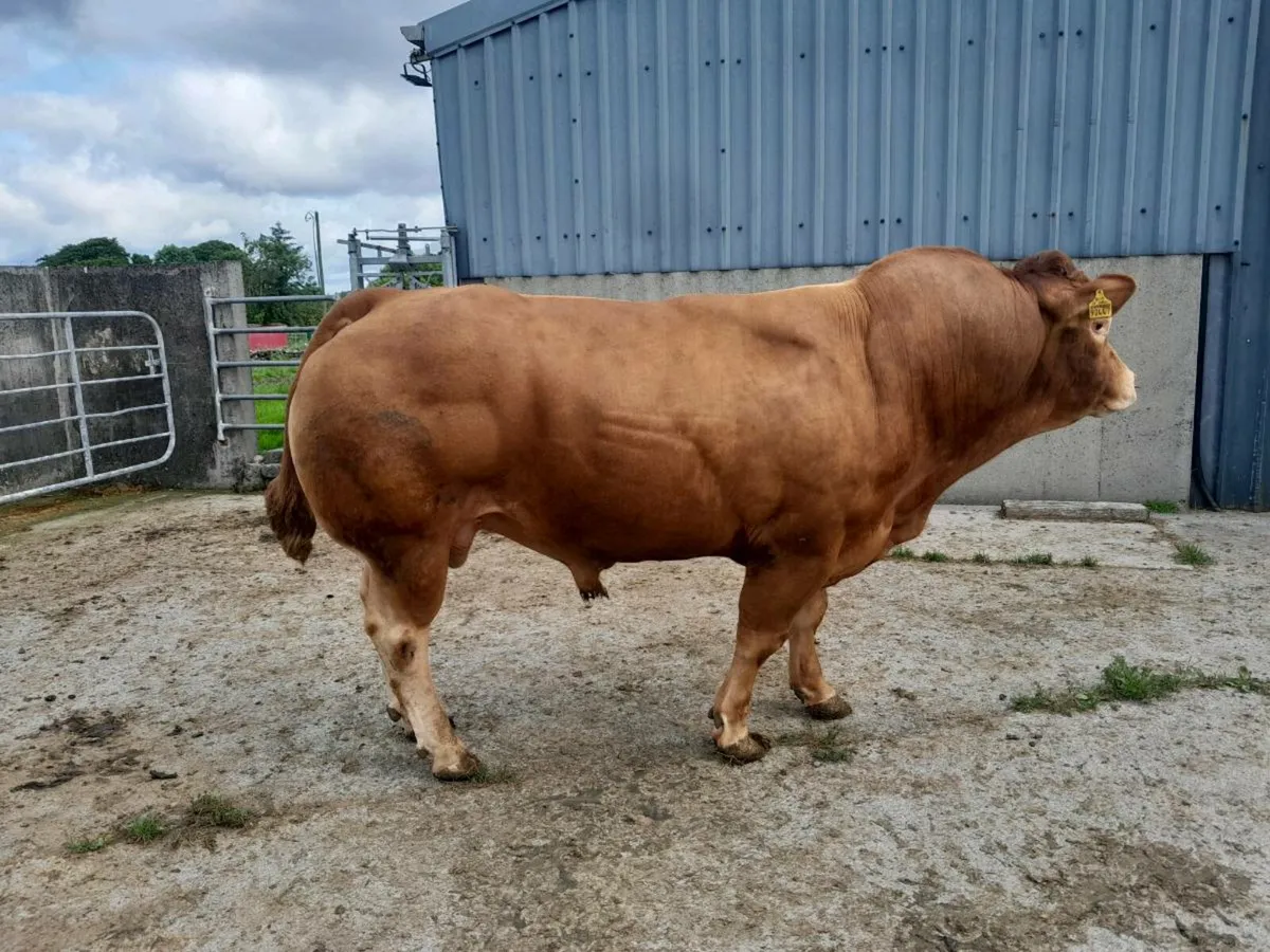 Limousin Bull - Image 2